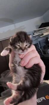 Celine -  Domestic Medium Hair Cat for Adoption in Kennewick, Washington - Celine | PetCurious