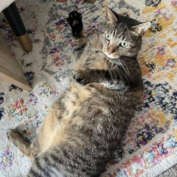 Moonglow -  Domestic Short Hair Cat for Adoption in Austin, Texas - Moonglow | PetCurious