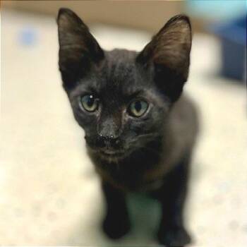 Rescue American Shorthair Cats for Adoption in Poplar Bluff, Missouri - Paletin | PetCurious