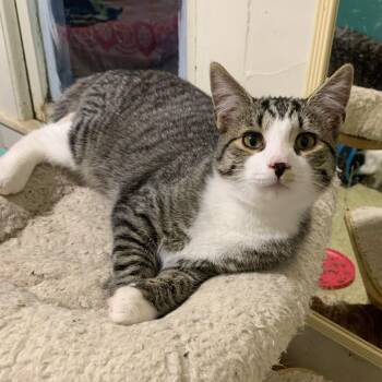 Rescue Domestic Short Hair Cats for Adoption in East Amherst, New York - Liberty | PetCurious