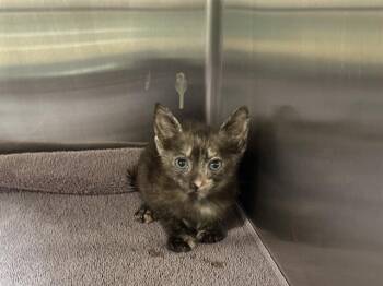 RACHEL -  Domestic Short Hair Cat for Adoption in Grand Prairie, Texas - RACHEL | PetCurious
