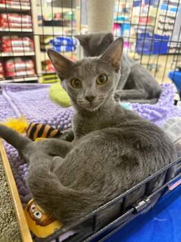 Sludge -  Domestic Short Hair Cat for Adoption in Warrenville, South Carolina - Sludge | PetCurious