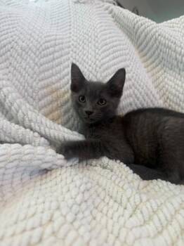 Apache -  Russian Blue Cat for Adoption in Houston, Texas - Apache | PetCurious