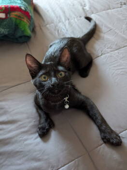 Rescue Domestic Short Hair Cats for Adoption in Greenville, South Carolina - Sabrina JS | PetCurious