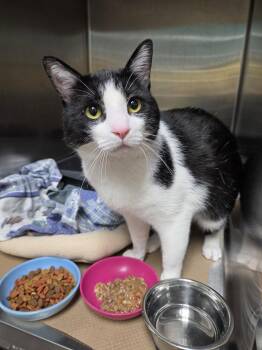 Simba Corado (TAS 11) -  Domestic Short Hair Cat for Adoption in Trenton, New Jersey - Simba Corado (TAS 11) | PetCurious
