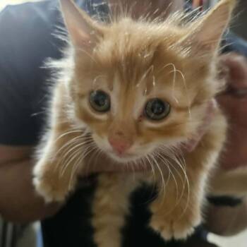 Finch C12400 -  Domestic Medium Hair Cat for Adoption - Finch C12400 | PetCurious