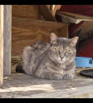 Pearl -  Dilute Calico Cat for Adoption in Copley, Ohio - Pearl | PetCurious