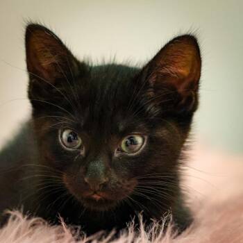 Domestic Short Hair Cats Available for Adoption in Topeka, Kansas - **Cat Cafe** Ilex | PetCurious