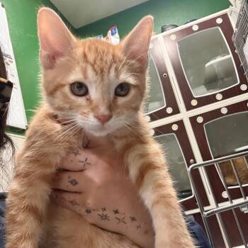 Domestic Short Hair Cats Available for Adoption in Kyle, Texas - JUMBO | PetCurious