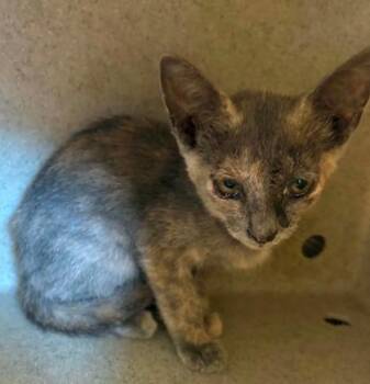 Jalapeno Business -  Domestic Short Hair Cat for Adoption in Lampasas, Texas - Jalapeno Business | PetCurious