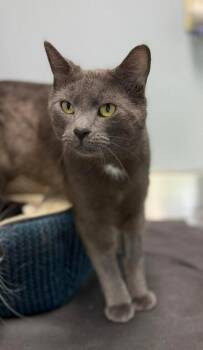 Butter -  Domestic Short Hair Cat for Adoption in Georgina, Ontario - Butter | PetCurious