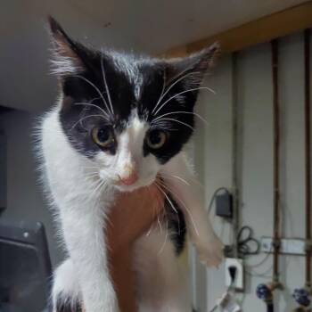 Rescue Domestic Medium Hair Cats for Adoption in Union, Missouri - Faith | PetCurious