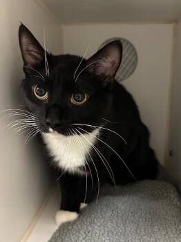 Domestic Short Hair Cats Available for Adoption in Johnson City, Tennessee - Trickster (Mill Springs) | PetCurious