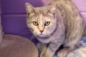 Domestic Short Hair Cats Available for Adoption - Shelly | PetCurious