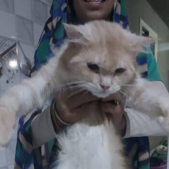 Rescue Ragdoll and Maine Coon Cats for Adoption in Brampton, Ontario - Pepsi N. | PetCurious