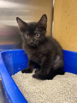 Reagan -  Domestic Short Hair Cat for Adoption in Corpus Christi, Texas - Reagan | PetCurious