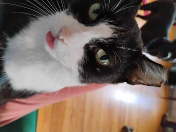 Rescue Domestic Short Hair Cats for Adoption in Oak Park, Michigan - Juliette | PetCurious