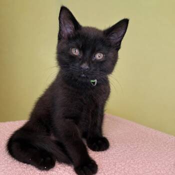 Domestic Short Hair Cats Available for Adoption in Pontiac, Michigan - Divan | PetCurious
