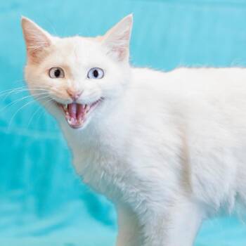 Domestic Short Hair Cats Available for Adoption - Minerva | PetCurious