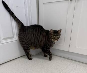 Meeko -  Domestic Short Hair Cat for Adoption in Webster, Massachusetts - Meeko | PetCurious