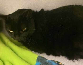 Rescue Domestic Short Hair Cats for Adoption in Osseo, Michigan - Pennie Layne | PetCurious