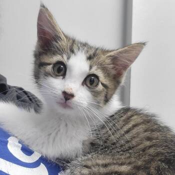 Britney -  Domestic Short Hair Cat for Adoption in Milan, Illinois - Britney | PetCurious