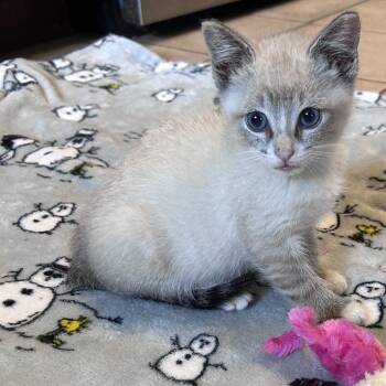 Masimo 26-04-090 -  Domestic Short Hair and Siamese Cat for Adoption in Bastrop, Texas - Masimo 26-04-090 | PetCurious