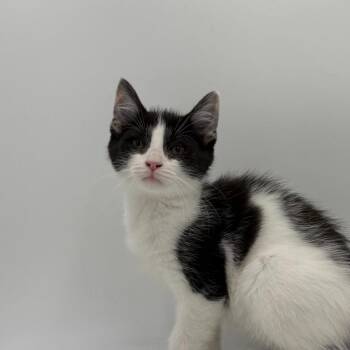 Tomato -  Domestic Short Hair Cat for Adoption in State College, Pennsylvania - Tomato | PetCurious