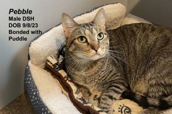 Pebble -  Domestic Short Hair Cat for Adoption in Lincoln, Nebraska - Pebble | PetCurious