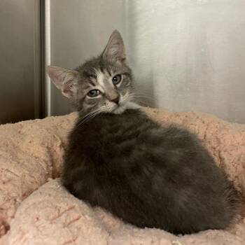 Domestic Short Hair Cats Available for Adoption - Curly | PetCurious