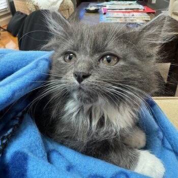 Domestic Medium Hair Cats Available for Adoption in Candler, North Carolina - O