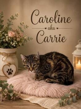 Caroline (Carrie) -  American Bobtail Cat for Adoption in Midlothian, Texas - Caroline (Carrie) | PetCurious