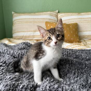 Maple -  Domestic Short Hair Cat Available for Adoption in Fort Worth, Texas - Maple | PetCurious