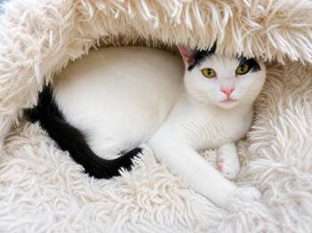 Tabby Cats Available for Adoption in West Hollywood, California - Scout | PetCurious