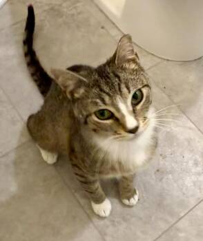Bargello -  Domestic Short Hair Cat for Adoption in Fort Lupton, Colorado - Bargello | PetCurious