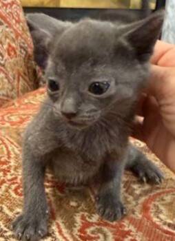 Microwave -  Domestic Short Hair Cat Available for Adoption in Georgina, Ontario - Microwave | PetCurious