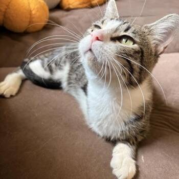 Woodrow Wilson -  Domestic Short Hair Cat for Adoption in Springfield, Missouri - Woodrow Wilson | PetCurious