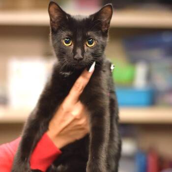 Grimhilde -  Domestic Short Hair Cat for Adoption in Belleville, Illinois - Grimhilde | PetCurious