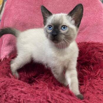 Siamese Cats Available for Adoption in Long Beach, California - Mozzarella | PetCurious