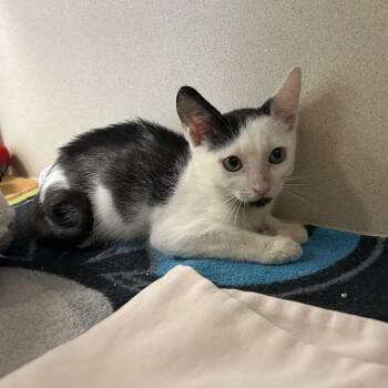 Moo -  Domestic Short Hair Cat for Adoption in West Palm Beach, Florida - Moo | PetCurious