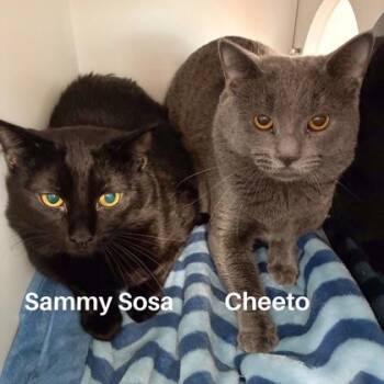 Sammy Sosa -  Domestic Short Hair Cat for Adoption in Wheaton, Illinois - Sammy Sosa | PetCurious