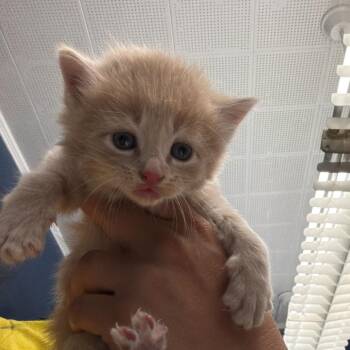 Domestic Long Hair Cats Available for Adoption in Summerlee, West Virginia - Larry | PetCurious