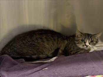 KANGA -  Domestic Short Hair Cat for Adoption in Derwood, Maryland - KANGA | PetCurious