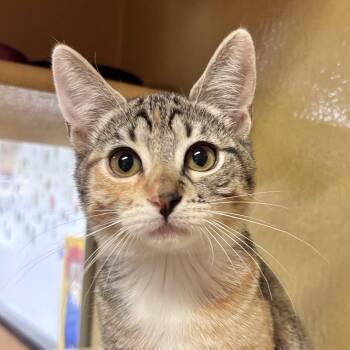 Reeses -  Domestic Short Hair Cat for Adoption in Sonora, California - Reeses | PetCurious