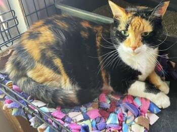 Miss Callie -  Domestic Short Hair Cat for Adoption in Ogden, Utah - Miss Callie | PetCurious