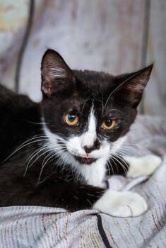 Mittens -  Domestic Short Hair Cat for Adoption in Dothan, Alabama - Mittens | PetCurious