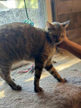 Rescue Domestic Short Hair Cats for Adoption in Middleburg, Florida - Tiger | PetCurious