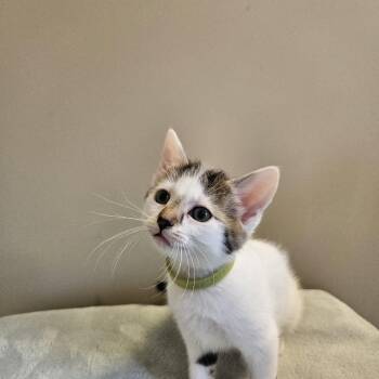 Tabby and Domestic Short Hair Cats Available for Adoption in Waxhaw, North Carolina - Portia | PetCurious