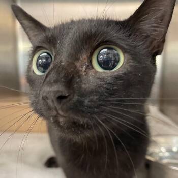 Mimi -  Domestic Short Hair Cat for Adoption in Port Charlotte, Florida - Mimi | PetCurious