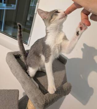 Rescue Domestic Short Hair Cats for Adoption in Boca Raton, Florida - Ash Da Bomb FIV+ | PetCurious